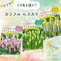 ムスカリ,球根植物,カネコ種苗の画像