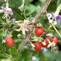 クコ,スイカ,ヤマボウシの実,クコのお花,クコの実。の画像