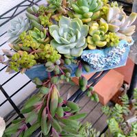 ルビーネックレス,かおりんのリメ缶に,多肉植物,オトンナ属,ナツ☀️ナツ☀️ナツの画像