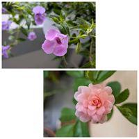 トレニア,リコリス,植物園,多肉植物,可愛いの画像