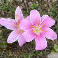 サボテン,レインリリー,瑠璃兜,スーパー兜,オソロでトキメキの画像
