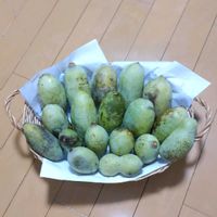 ポポーの画像