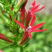 ベニバナサワギキョウ,筑波実験植物園,GSに感謝。,植物観察,植物散策の画像