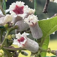 ブーゲンビレア,ヘクソカズラ,サオトメバナ,ヘクソカズラ(サオトメバナ),ガステリアの画像