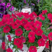 サフィニア,花のある暮らし,HTC,WEEKEND FLOWER,小さいものクラブの画像