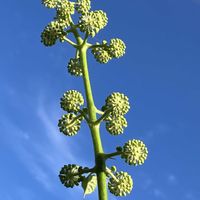 ウドの花,ウドの花,ウド,癒し,青空の画像