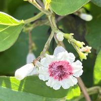 ルコウソウ,へクソカズラ,今日のお花の画像
