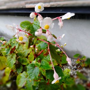 シュウカイドウ,シロバナシュウカイドウ,白花秋海棠,秋海棠(白花),シュウカイドウ(白)の画像