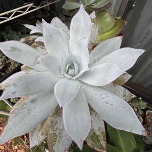 カンテ,多肉植物,エケベリア属,成長,記録の画像