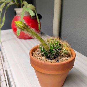 お散歩の途中,ちょっとおでかけ,バルコニー/ベランダ,お出かけ先の画像