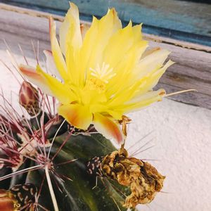 サボテン,サボテン,サボテンの花開花,サボテンのお花,クジャクサボテン 紅色の花の画像