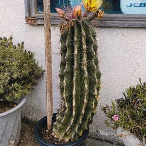 サボテン,サボテンの花開花,サボテンのお花,サボテンの花が咲く,サボテンのはなの画像