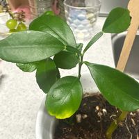 ユズの画像