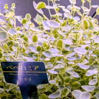 ペペロミア,観葉植物,リビングの画像