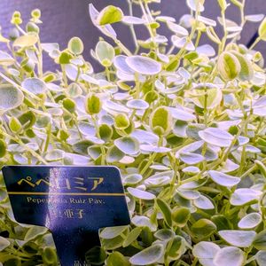 ペペロミア,観葉植物,リビングの画像