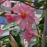 ハイビスカス,マンデビラ,ヘクソカズラ,サオトメバナ,赤い花の画像