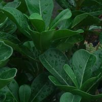 ハオルチア,多肉植物,観葉植物,塊根植物,サボテン科の画像