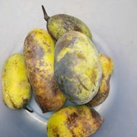 すだち,クリ,ミョウガ,果物,収穫の画像