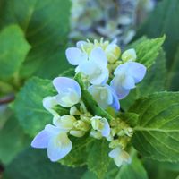 四季咲きアジサイ 霧島の恵,多肉のある暮らし,植物のある暮らし,多肉女子,塊根植物のある暮らしの画像