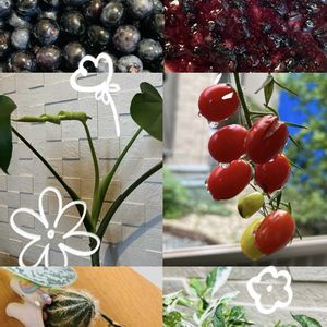ミニトマト,モンステラ,観賞用トウガラシ,8日は葉っぱの発表会の画像