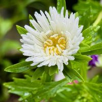 ノコンギク,エゾギク,可憐な花,今日のお花,白い恋人達の画像