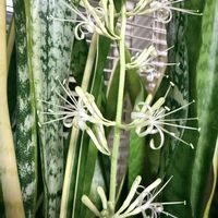 サンスベリア,サンスベリアの蜜,白い花,花びらくるくる,香る花の画像