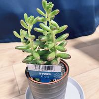 多肉,虹の玉,虹の玉,多肉植物,セダム属の画像