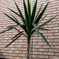 ユッカ,ユッカ,青年の木,観葉植物,8日は葉っぱの発表会の画像