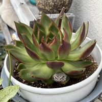 エケベリア,多肉植物,多肉女子,庭の画像