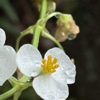 クワイ,慈姑　くわい,散歩,オモダカ科,雌雄異花同株の画像
