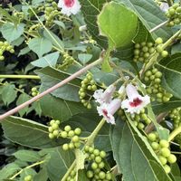 ガーベラ,コムラサキ,シャインマスカット,早乙女花,ヘクソカズラの画像