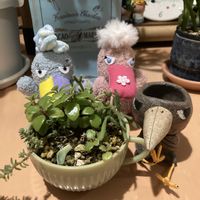 ベランダー,多肉女子,GS植物うちなーぐち会,まつぴよさんｿｯｸｽﾌｧﾐﾘｰ♥️,元気に育ててますよの画像