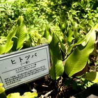 コウホネ,ヒトツバ,カナムグラ,グリセウムカエデ,カバキコマチグモの産室の画像