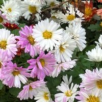 キク,キク,コスモス,タマスダレ,タマスダレの画像