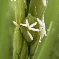 いね,稲の花,イネの花,稲（いね）,夏・大和路の画像