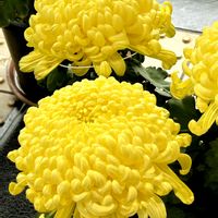 キク,きく  菊,ビタミンカラー,過去pic,真っ白な花の画像
