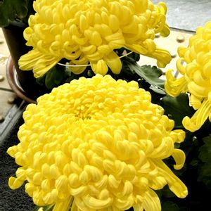 キク,きく  菊,ビタミンカラー,過去pic,真っ白な花の画像