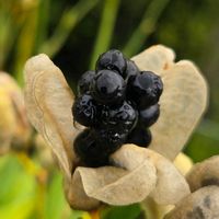 ぬばたま♪,ぬばたま♪,彼岸花の  花芽,彼岸花の  花芽,鉢植えの画像