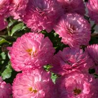 キク,マトリカリア,マトリカリア,フランス小菊（マトリカリア）,フランス小菊（マトリカリア）の画像