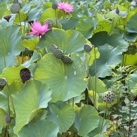 ハス,水辺の植物,水辺の風景,素敵な出会いに感謝,今日も元気での画像