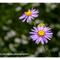 ノコンギク,友人宅,今日のお花,GSの繋がりに感謝♡,旭川市の画像