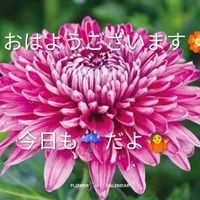 ナス,色々お花,ピイマン,家庭菜園の画像