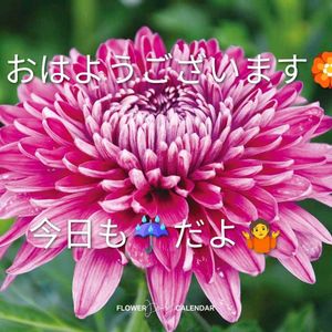 ナス,色々お花,ピイマン,家庭菜園の画像