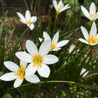 クレオメ,クレオメ,タマスダレ,タマスダレ,花のある暮らしの画像