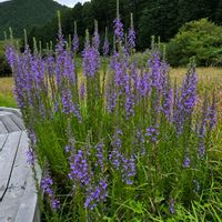 サワギキョウ,サワギキョウ,サワギキョウの果実,山野草,水曜日は水色の画像