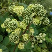 シシウド,シシウド,ウドの花,ウド,シシウドの種の画像