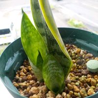 サンスベリア,子株,観葉植物,ベランダの画像
