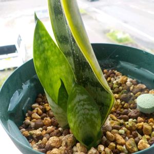 サンスベリア,子株,観葉植物,ベランダの画像