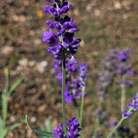 ラベンダー,ラベンダー フォーエバーブルー,季節の花,季節の風物詩,四季の彩りの画像