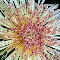 キク,クリサンセマム,マム,きく,菊 の花の画像